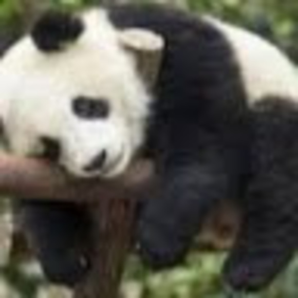 Meet your Posher, Lacee - Picture 1 of 1